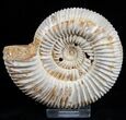 Inch Perisphinctes Ammonite - Jurassic #1949-1